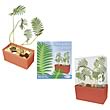 Prehistoric Plant Collection Plant Cube